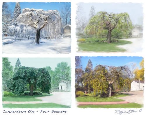 Albion Heritage Camperdown Elm